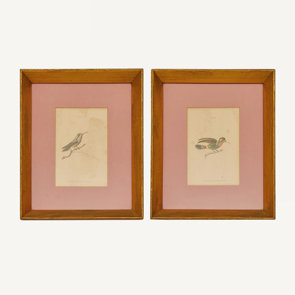 ANTIQUE FRAMED BIRD PRINTS