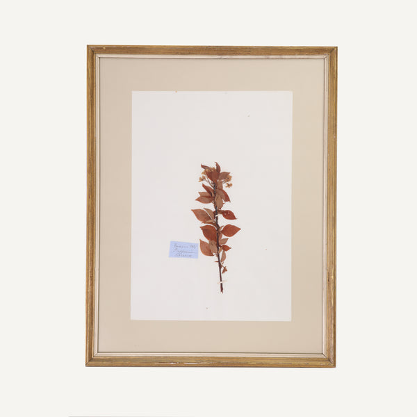 ANTIQUE FRAMED HERBARIUM